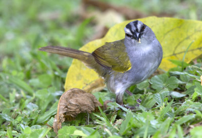 Black Striped Sparrow