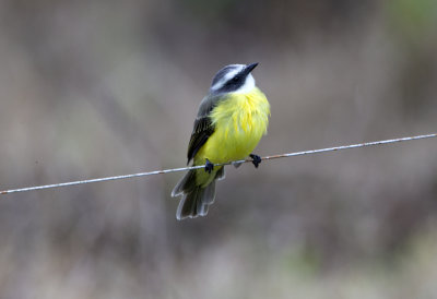 White Ringed Flycatcher