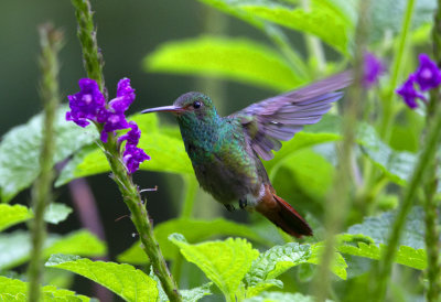 Rufous Tailed Hummingbird