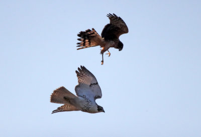 Northern Harrier mobbing Red Tailed Hawk