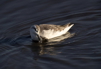 Wilsons Phalarope