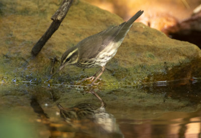 Northern Waterthrush