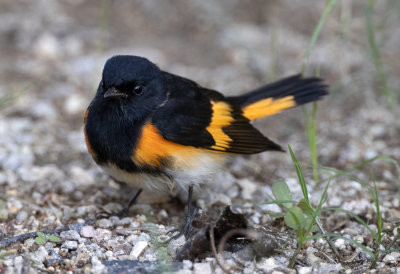 American Redstart
