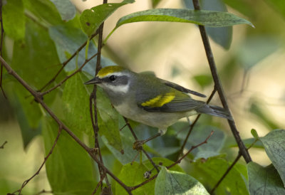 Golden Winged Warbler