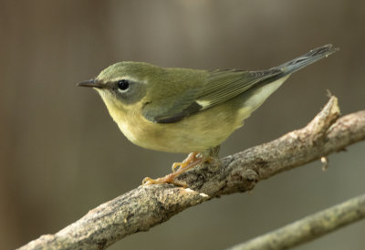 Black Throated Blue Warbler