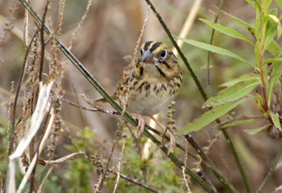 Henslow's Sparrow