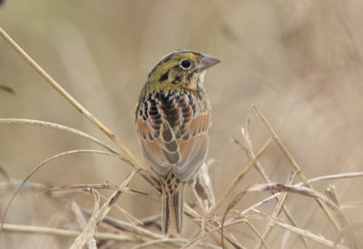 Henslow's Sparrow