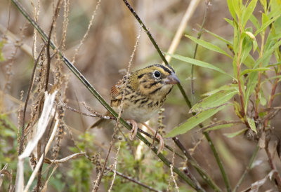 Henslow's Sparrow