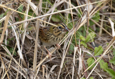 Henslow's Sparrow