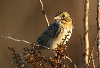 Henslow's Sparrow