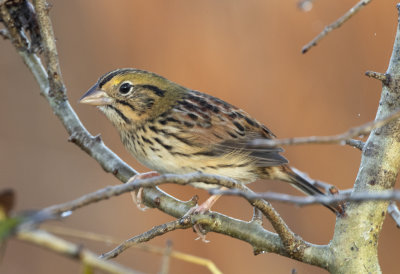 Henslow's Sparrow