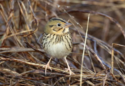 Henslow's Sparrow