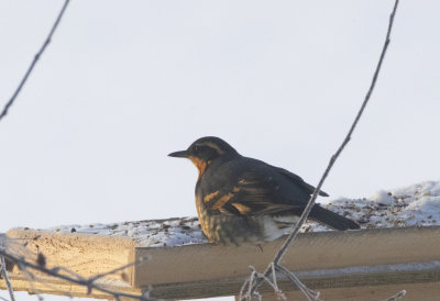 Varied Thrush