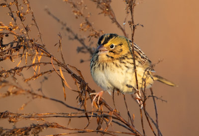 Henslow's Sparrow