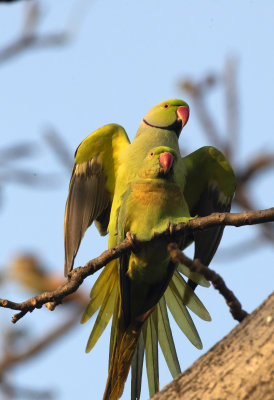 Rose Ringed Parakeet