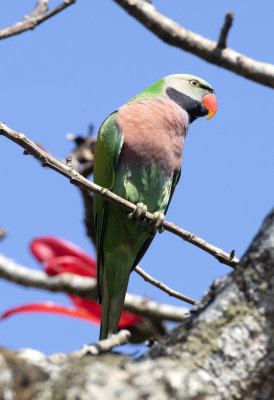 Red Breasted Parakeet