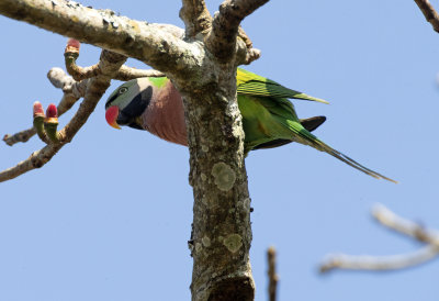 Red Breasted Parakeet