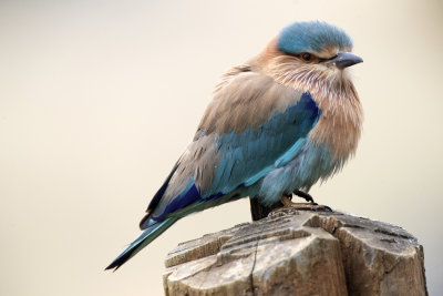 Indian Roller