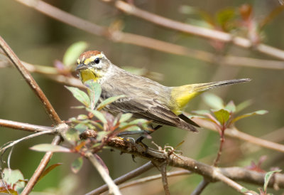 Palm Warbler