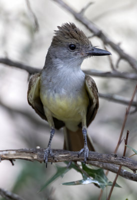 Brown-Crested Flycatcher