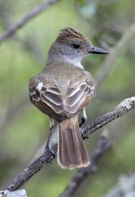 Brown Crested Flycatcher