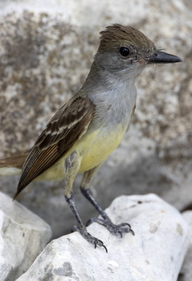 Brown-Crested Flycatcher
