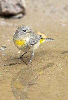 Virginia's Warbler