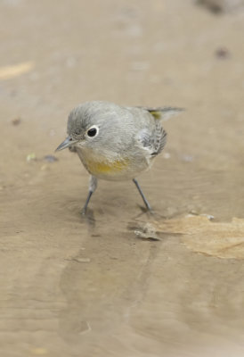 Virginia's Warbler