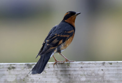 Varied Thrush