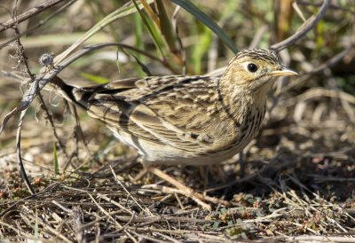 Sprague's Pipit