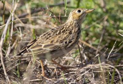 Sprague's Pipit