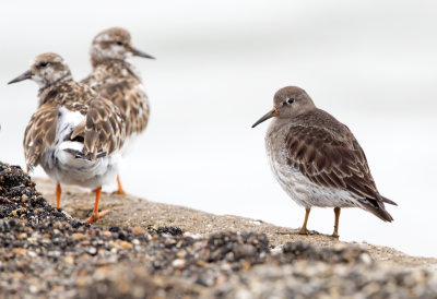 Purple Sandpiper
