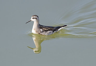 Red Necked Phalarope