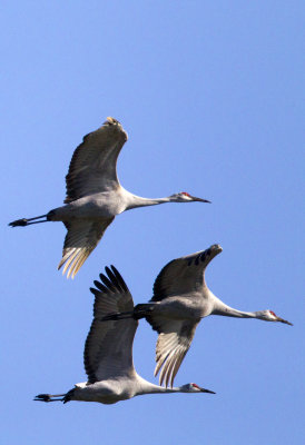 Sandhill Crane