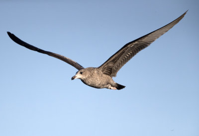 California Gull