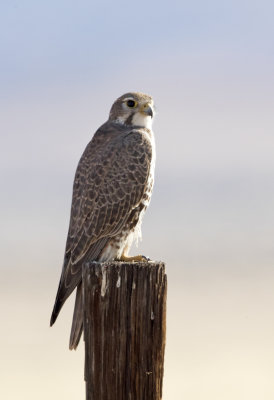 Prairie Falcon