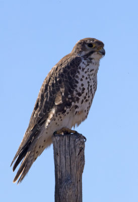 Prairie Falcon