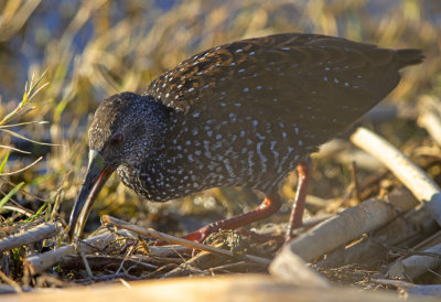 Spotted Rail