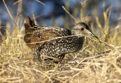 Spotted Rail