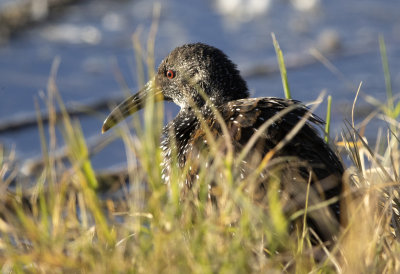 Spotted Rail