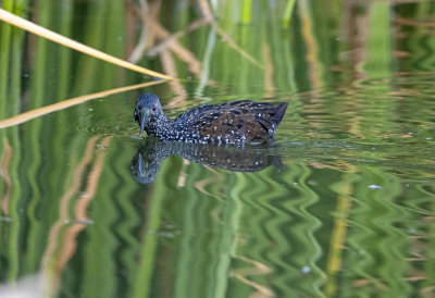 Spotted Rail