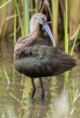 White Faced Ibis