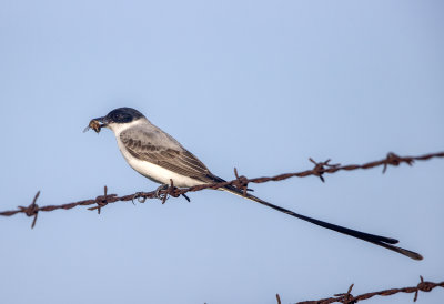 Fork-Tailed Flycatcher