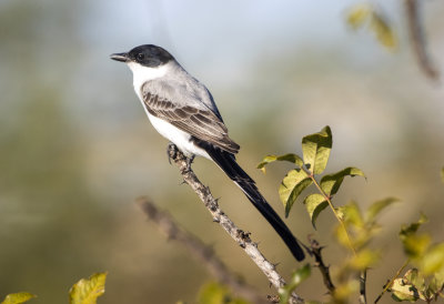 Fork-Tailed Flycatcher