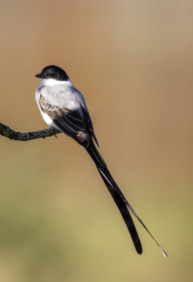 Fork-Tailed Flycatcher