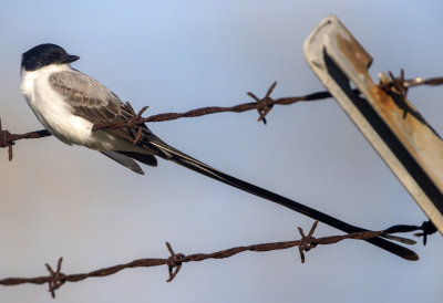 Fork Tailed Flycatcher