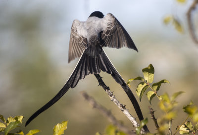 Fork-Tailed Flycatcher