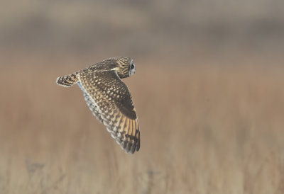 Short Eared Owl