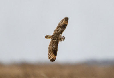 Short Eared Owl