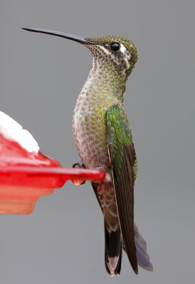 Rivolis Hummingbird